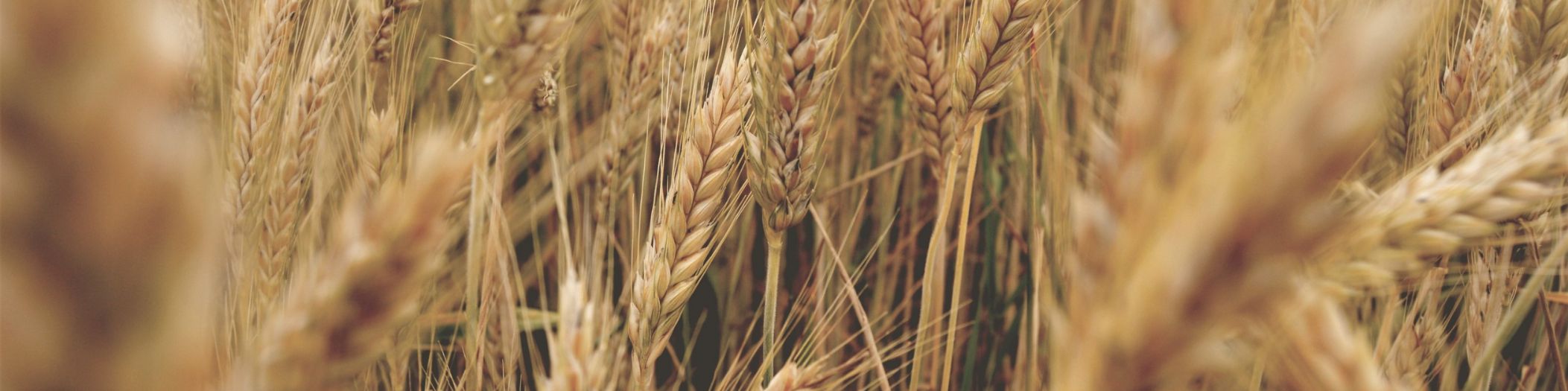 Detailaufnahme in Mitten eines Getreidefeldes